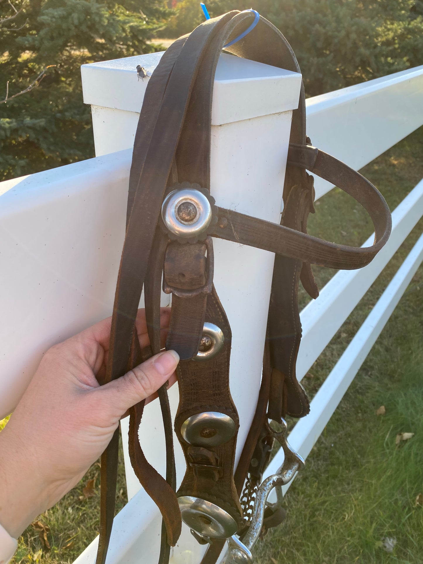 Vintage Oversized Silver Concho Horse Parade Bridle with Curb Bit & Reins