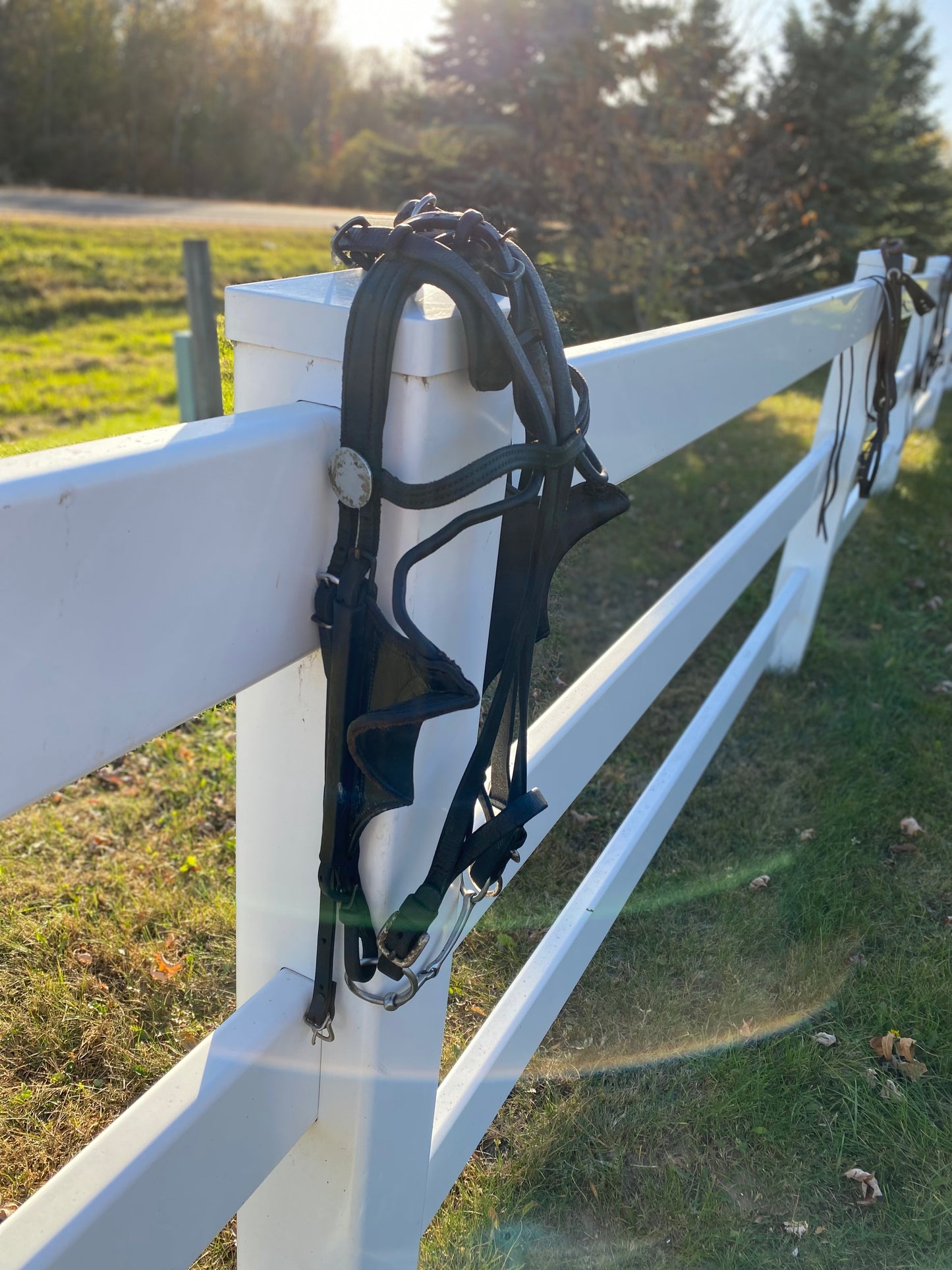 Donkey Driving Harness Leather Bridle with Blinders