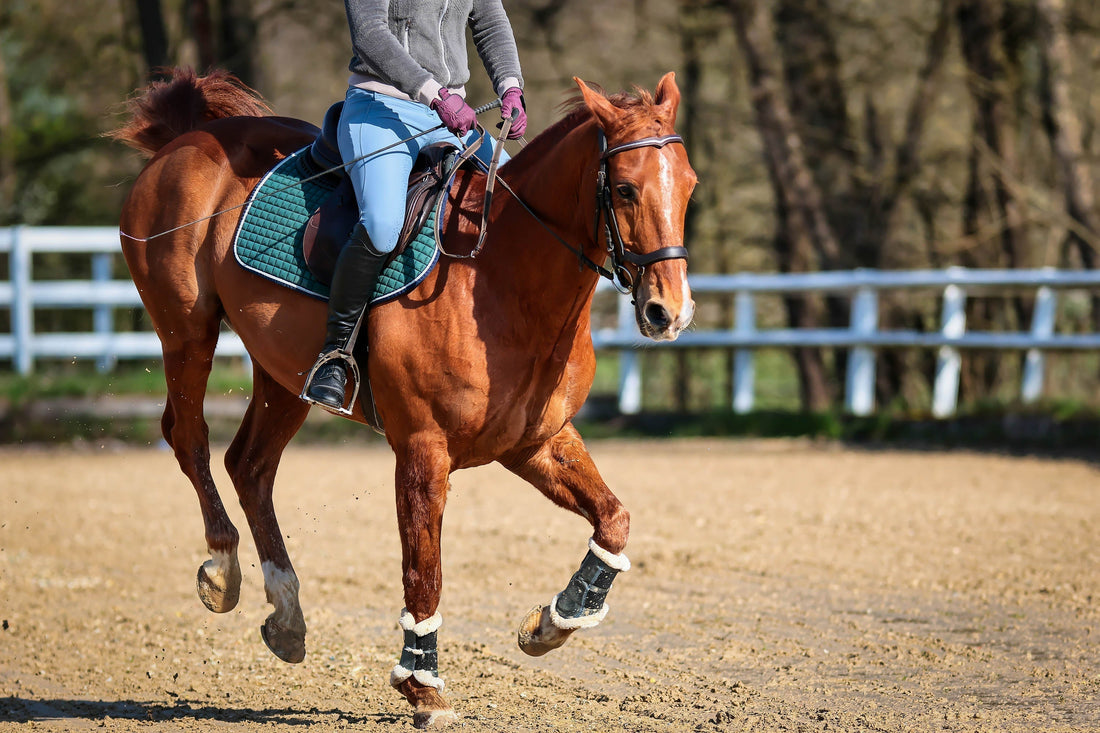 Undersaddle chestnut Quarter Horse in an arena crow hopping.