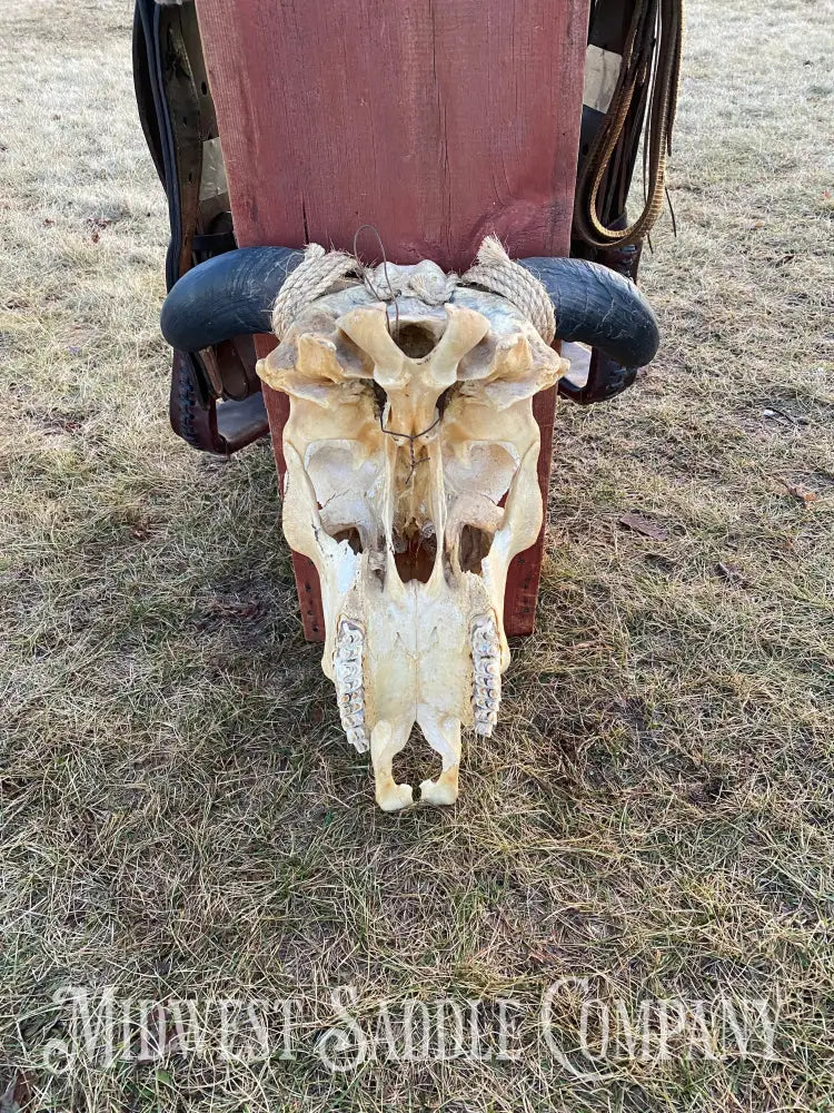 Western Steer Bull Skull With Hand-Painted Native American Thunderbird Artwork